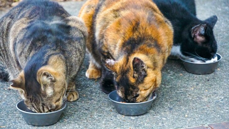 餌を食べる猫