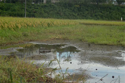 沼・湿地のイメージ